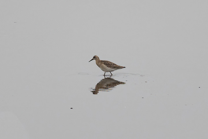 Ruff, 1/500 sec, f/7.1, 500 mm, ISO 1250