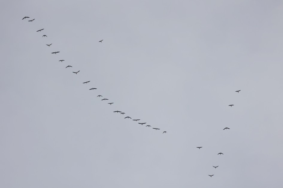 Pinkfeet, 1/2000 sec, f/7.1, 500 mm, ISO 250