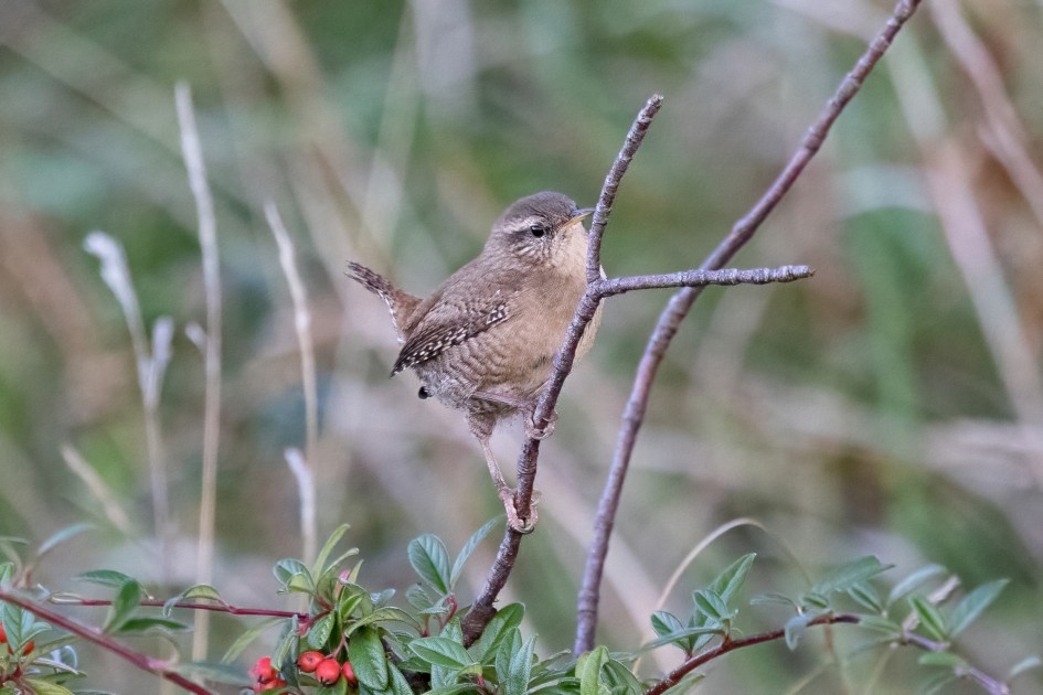 Wren, 1/2000 sec, f/7.1, 500 mm, ISO 16000
