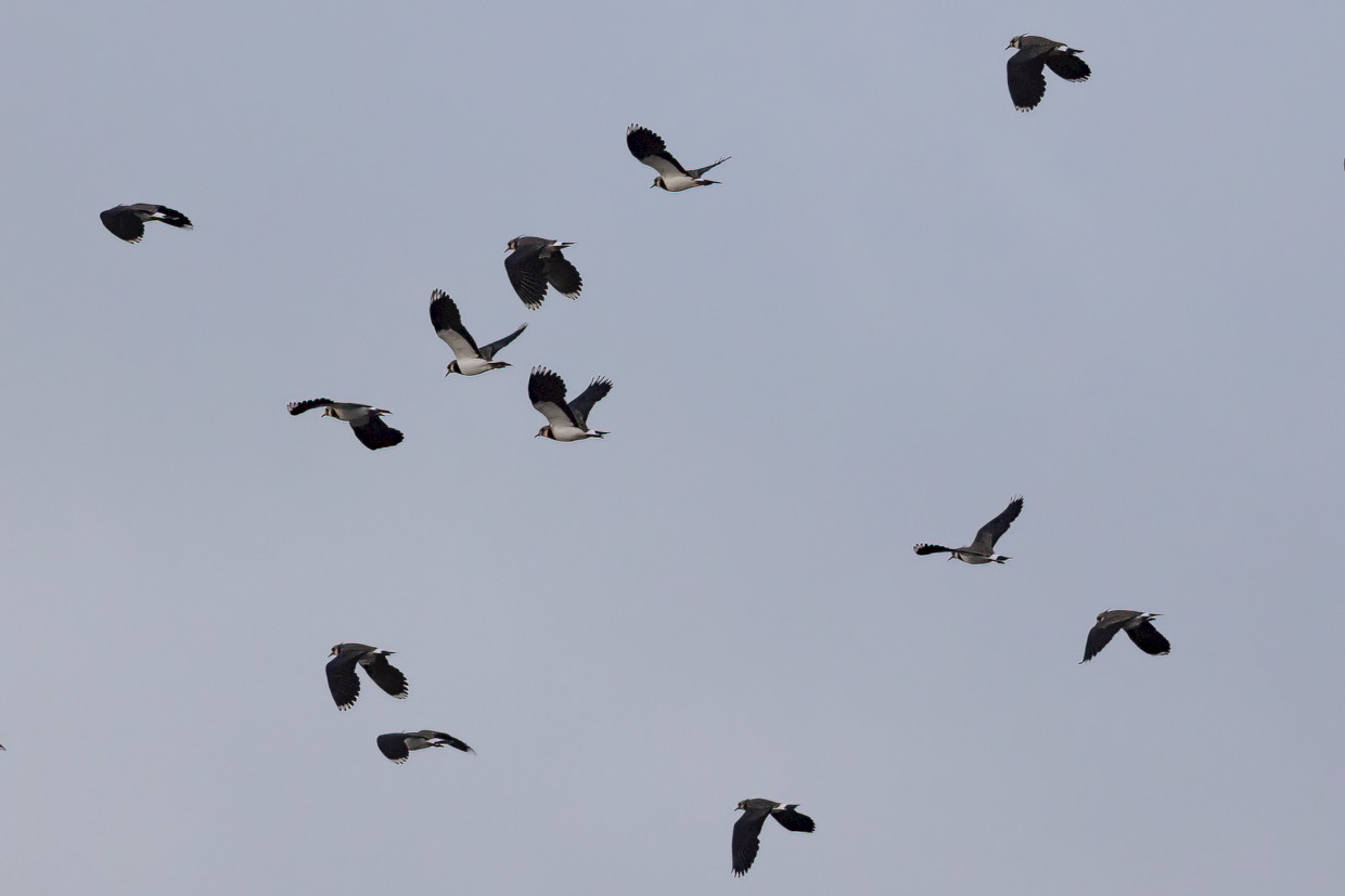 Lapwings, 1/2500 sec, f/7.1, 500 mm, ISO 1000