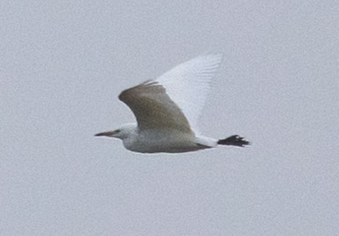 Presumed Cattle Egret
