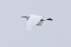 Presumed Cattle Egret