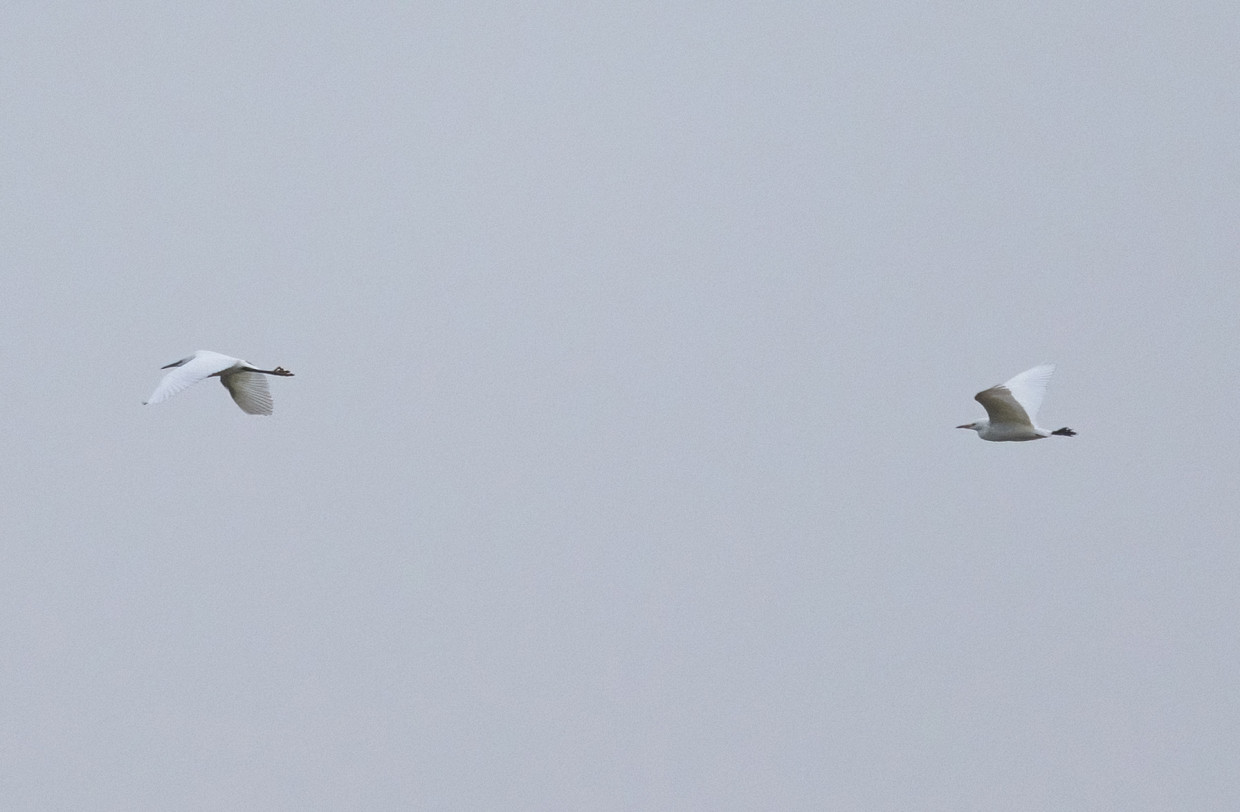 Egrets, 1/2000 sec, f/7.1, 500 mm, ISO 1250