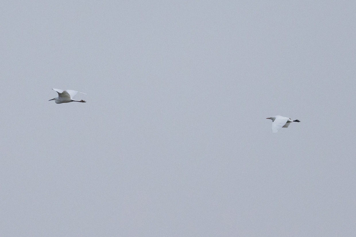 Egrets , 1/2000 sec, f/7.1, 500 mm, ISO 1250