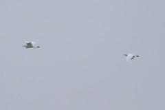 Egrets , 1/2000 sec, f/7.1, 500 mm, ISO 1250