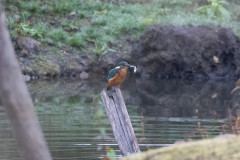 Kingfisher, 1/500 sec, f/7.1, 500 mm, ISO 5000