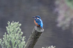Kingfisher , 1/500 sec, f/7.1, 500 mm, ISO 6400