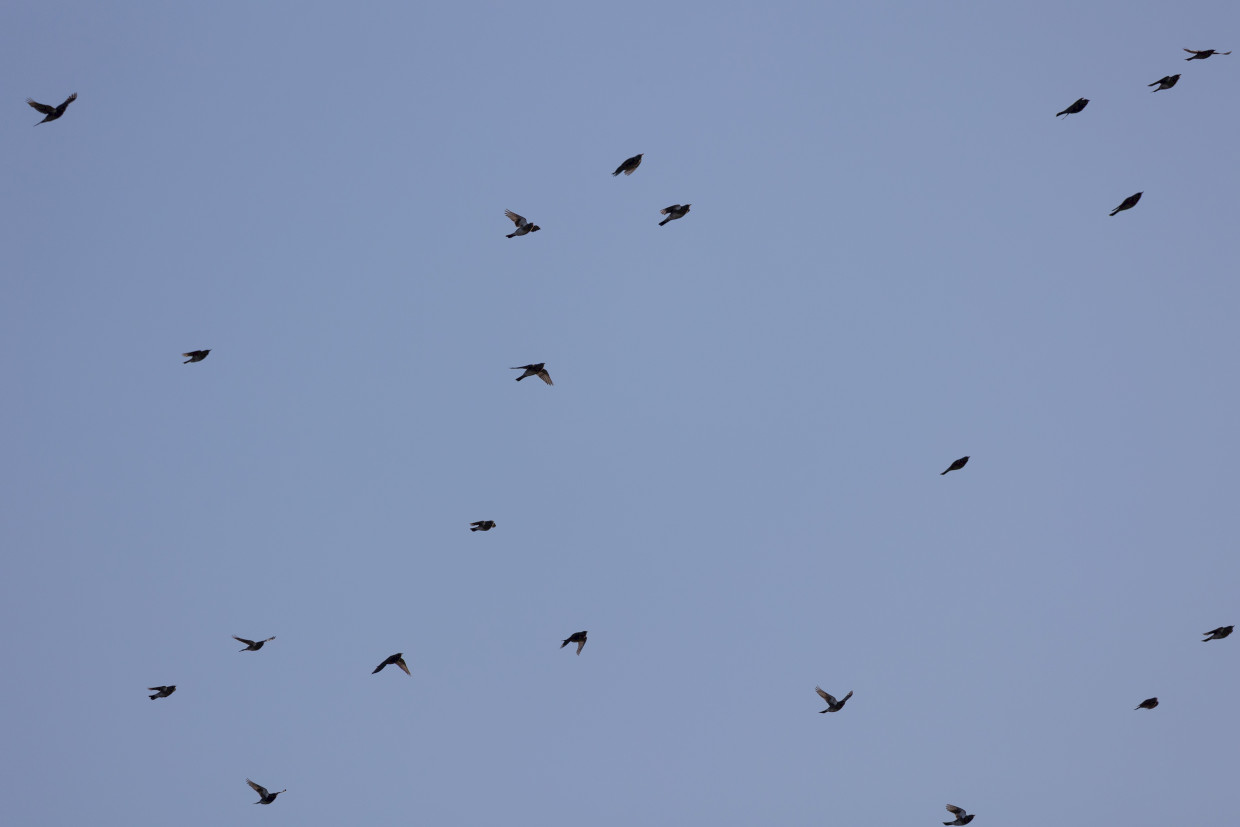 Fieldfares, 1/2000 sec, f/7.1, 500 mm, ISO 250