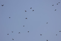 Fieldfares, 1/2000 sec, f/7.1, 500 mm, ISO 250