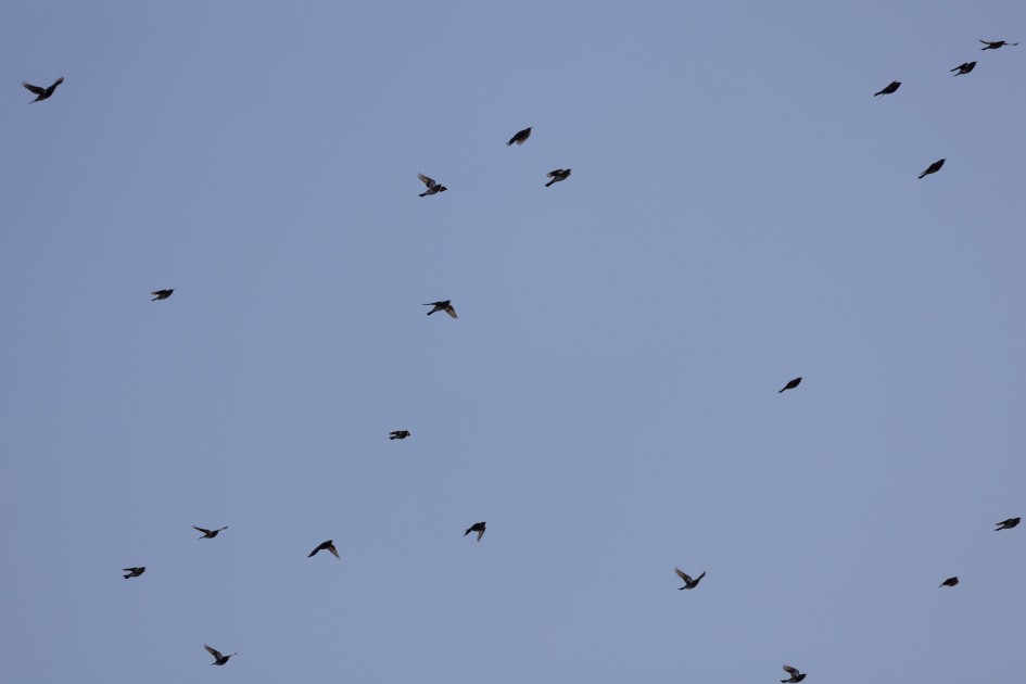 Fieldfares, 1/2000 sec, f/7.1, 500 mm, ISO 250