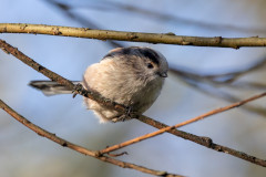 Long-tailed Tit, 1/2000 sec, f/7.1, 500 mm, ISO 3200