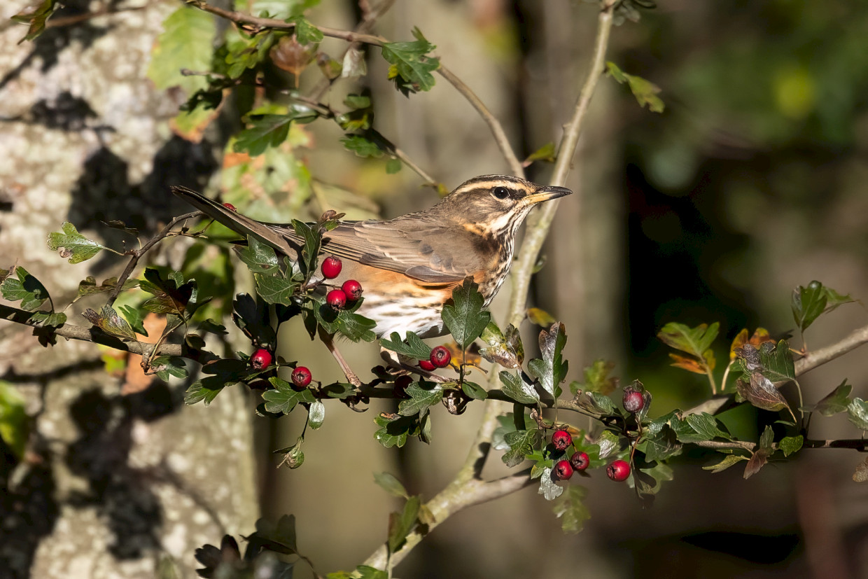 Redwing, 1/2500 sec, f/7.1, 500 mm, ISO 1600