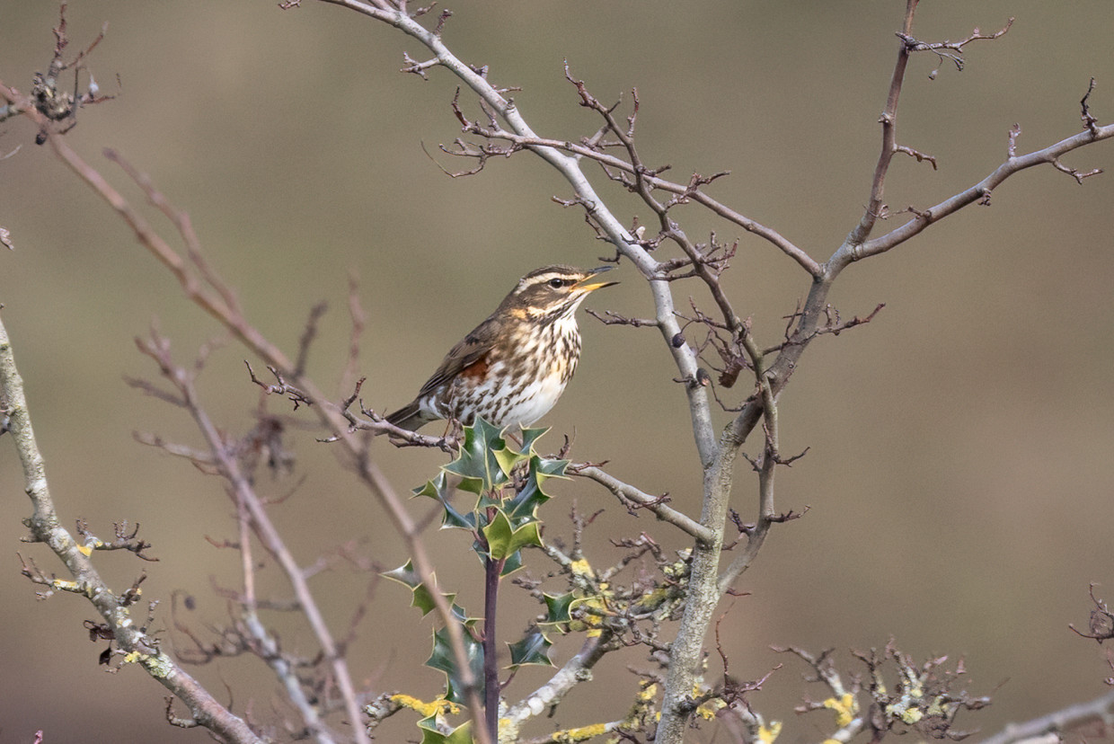 Redwing , 1/2000 sec, f/7.1, 500 mm, ISO 2500