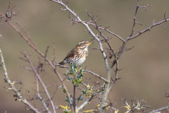 Redwing , 1/2000 sec, f/7.1, 500 mm, ISO 2500