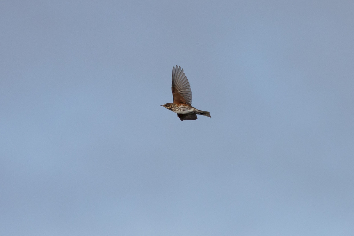 Redwing , 1/2000 sec, f/7.1, 500 mm, ISO 400