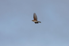 Redwing , 1/2000 sec, f/7.1, 500 mm, ISO 400