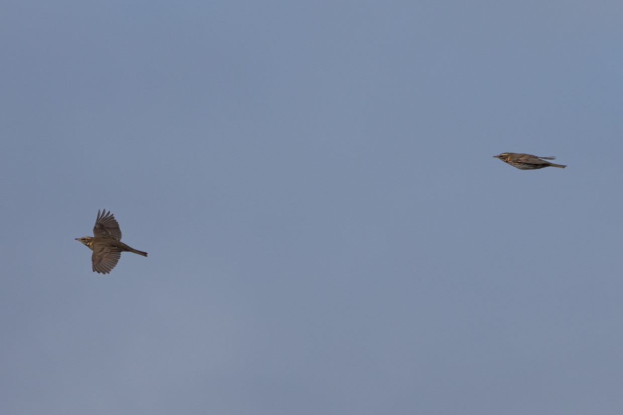 Redwings-, 1/2000 sec, f/7.1, 500 mm, ISO 400