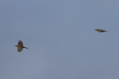 Redwings-, 1/2000 sec, f/7.1, 500 mm, ISO 400