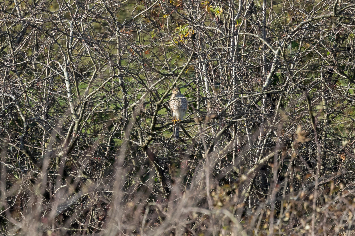 Sparrowhawk, 1/2000 sec, f/7.1, 500 mm, ISO 1600