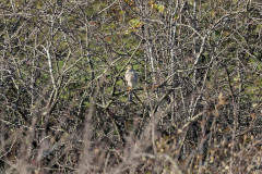 Sparrowhawk, 1/2000 sec, f/7.1, 500 mm, ISO 1600