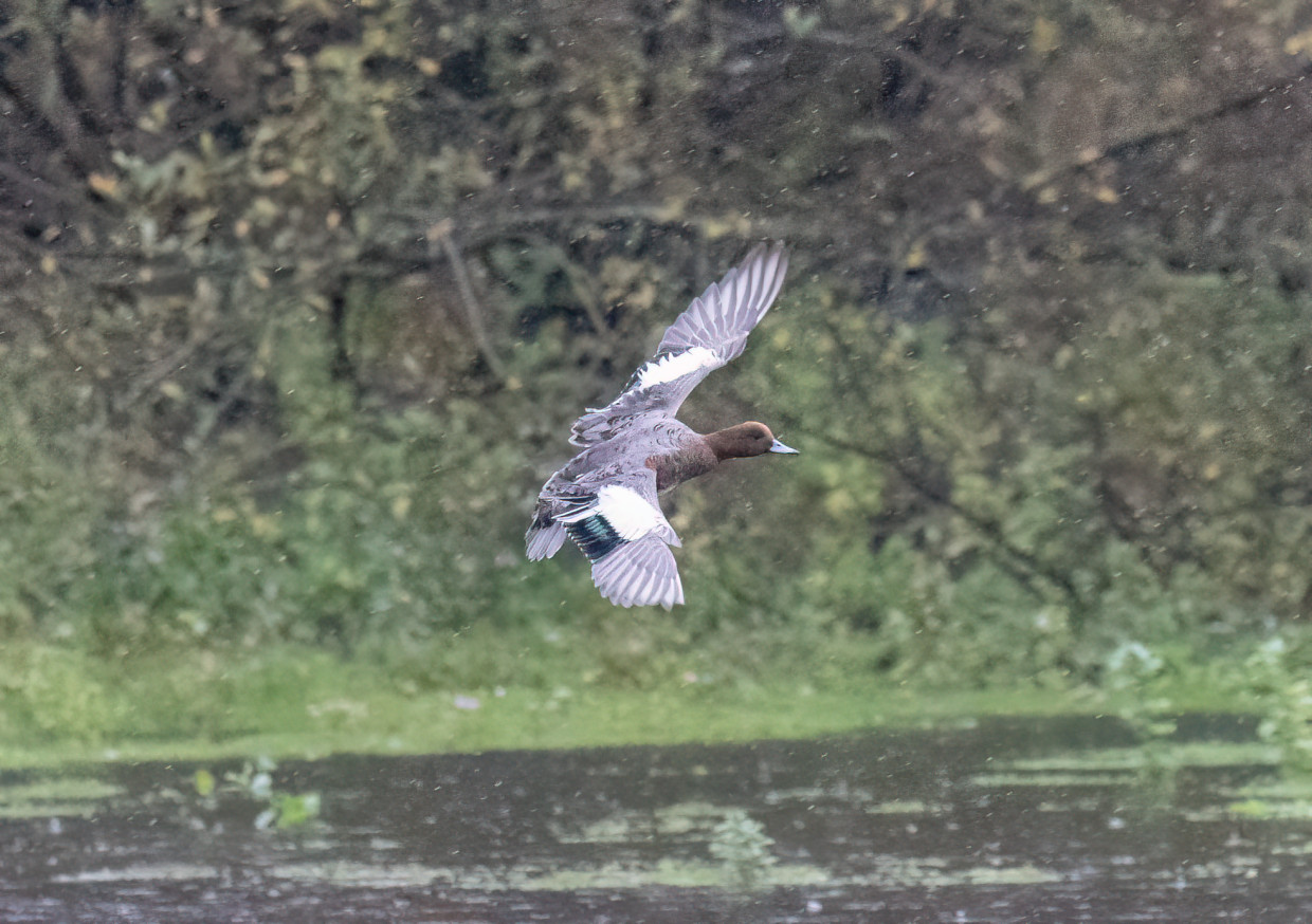 Wigeon, 1/1600 sec, f/7.1, 500 mm, ISO 25600