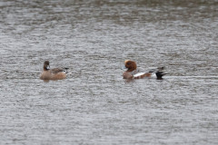 Wigeon , 1/500 sec, f/7.1, 500 mm, ISO 2500