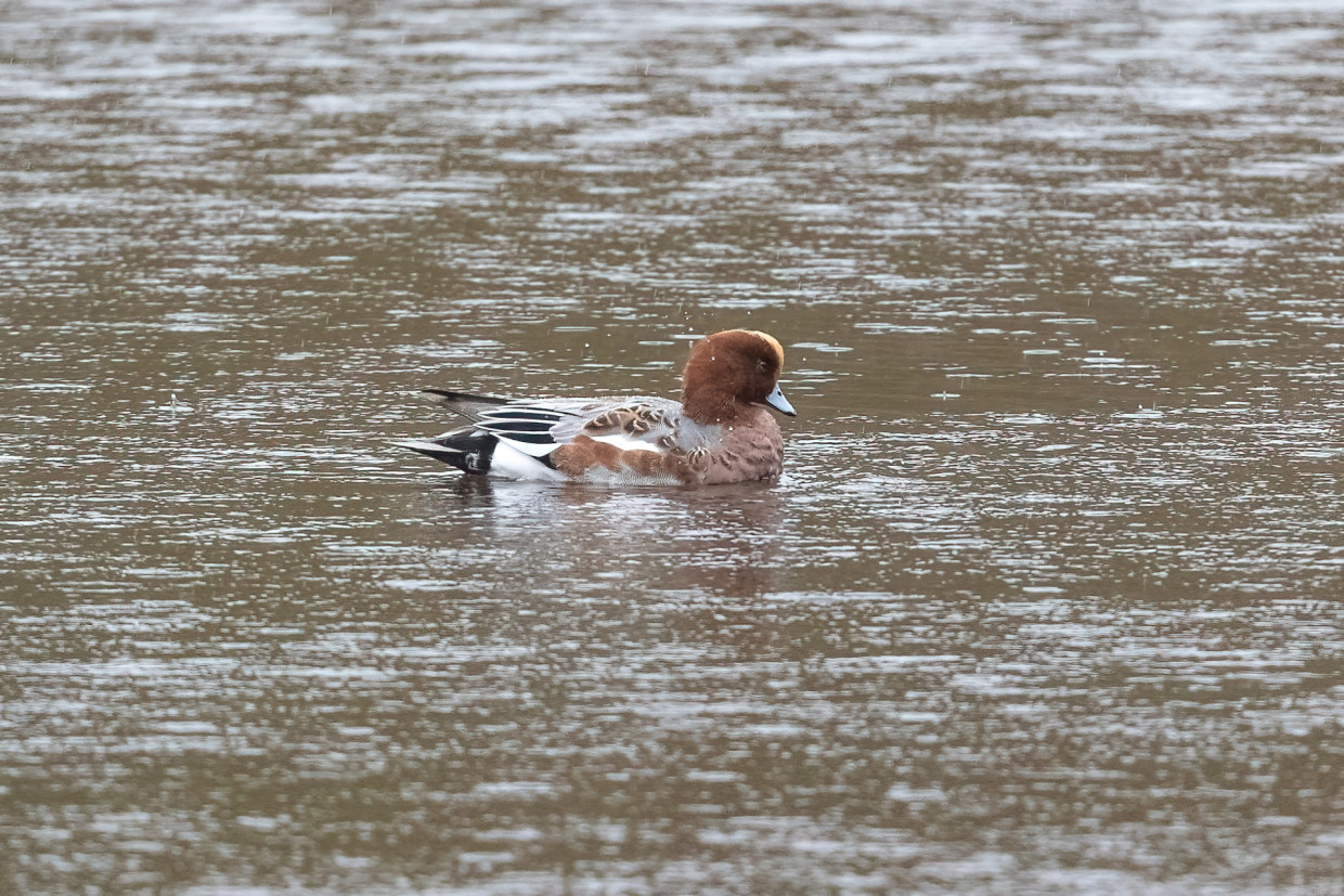 Wigeon , 1/640 sec, f/7.1, 500 mm, ISO 6400