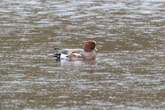 Wigeon , 1/640 sec, f/7.1, 500 mm, ISO 6400