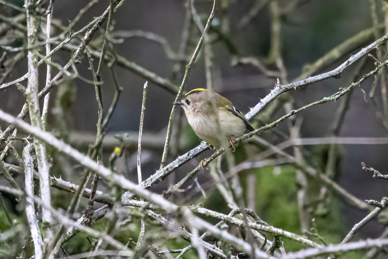 Goldcrest, 1/1600 sec, f/7.1, 500 mm, ISO 25600