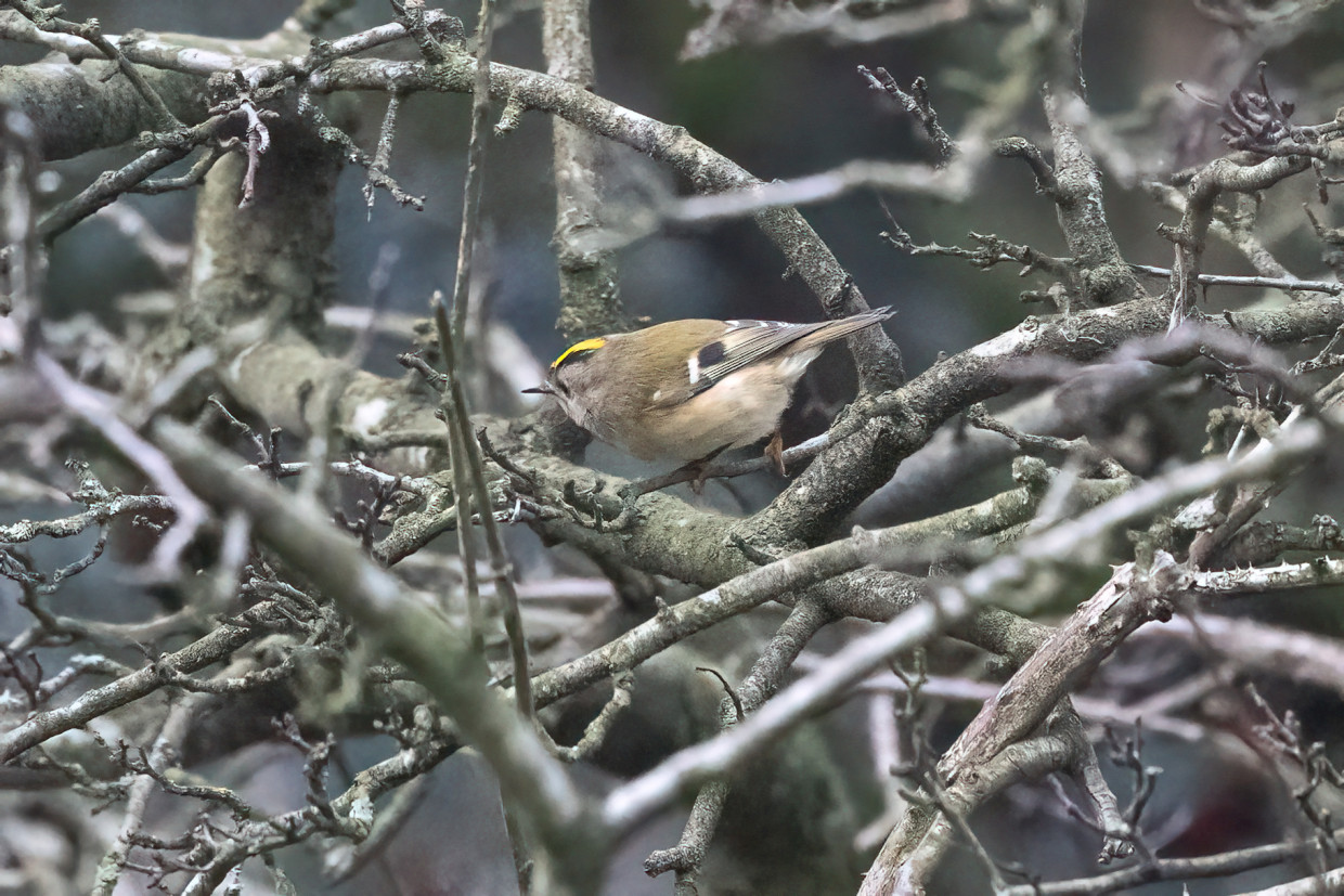 Goldcrest, 1/1250 sec, f/7.1, 500 mm, ISO 25600