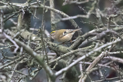 Goldcrest, 1/1250 sec, f/7.1, 500 mm, ISO 25600