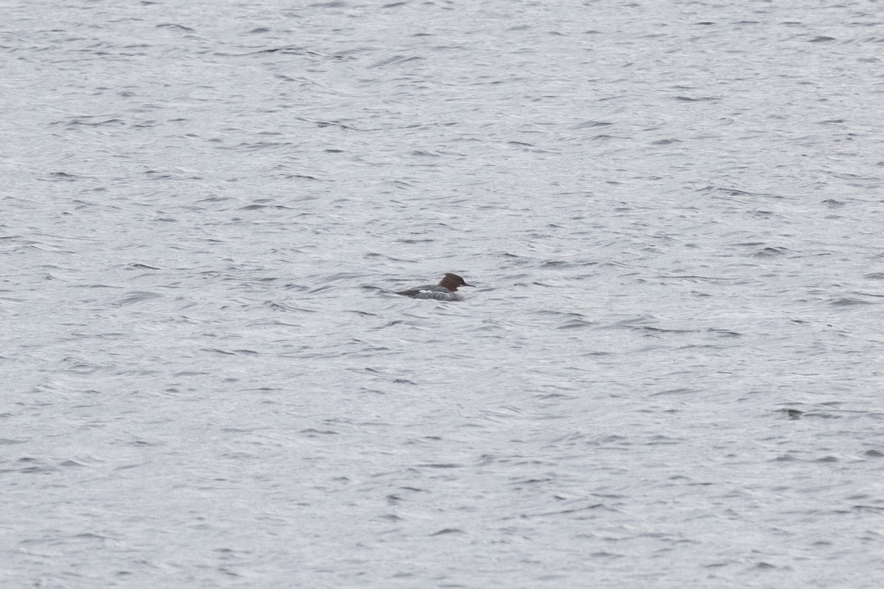 Goosander, 1/500 sec, f/7.1, 500 mm, ISO 800