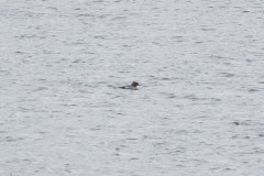 Goosander, 1/500 sec, f/7.1, 500 mm, ISO 800