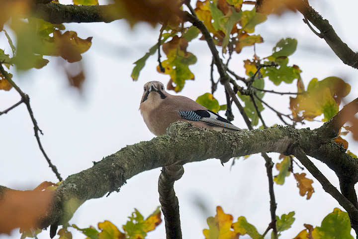 Jay, 1/2000 sec, f/7.1, 500 mm, ISO 5000
