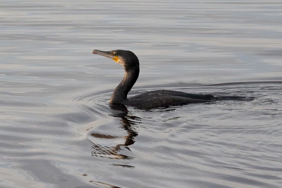 Cormorant, 1/2500 sec, f/7.1, 500 mm, ISO 2000
