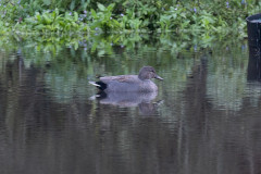 Gadwall, 1/125 sec, f/7.1, 500 mm, ISO 1000