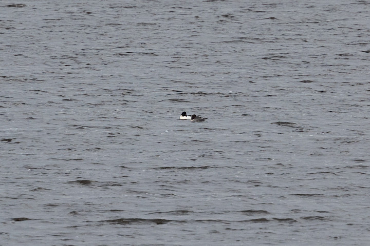 Goldeneye, 1/160 sec, f/7.1, 500 mm, ISO 500