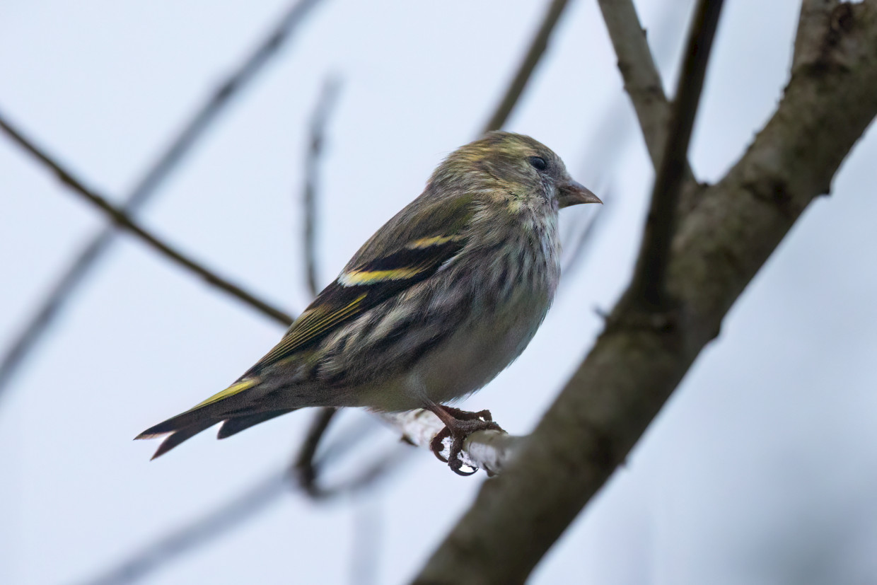 Siskin, 1/640 sec, f/7.1, 500 mm, ISO 3200
