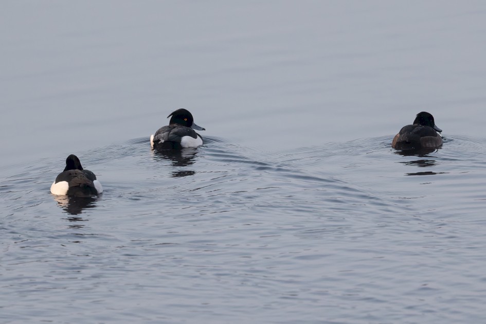 Tufted Ducks, 1/500 sec, f/7.1, 500 mm, ISO 1000