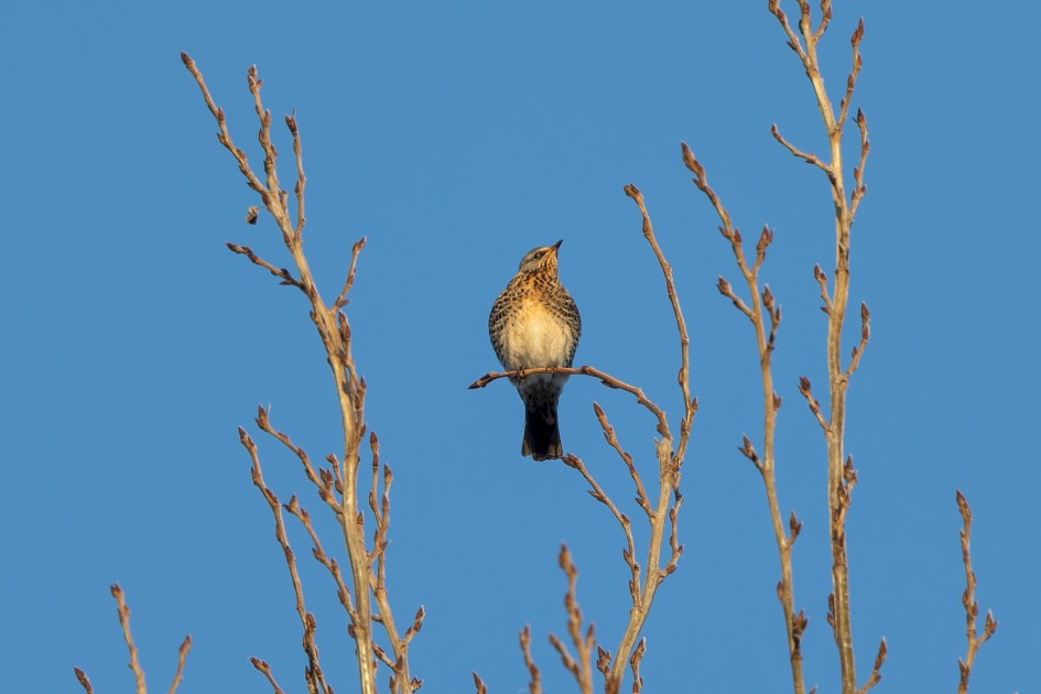 Fieldfare, 1/200 sec, f/7.1, 500 mm, ISO 100