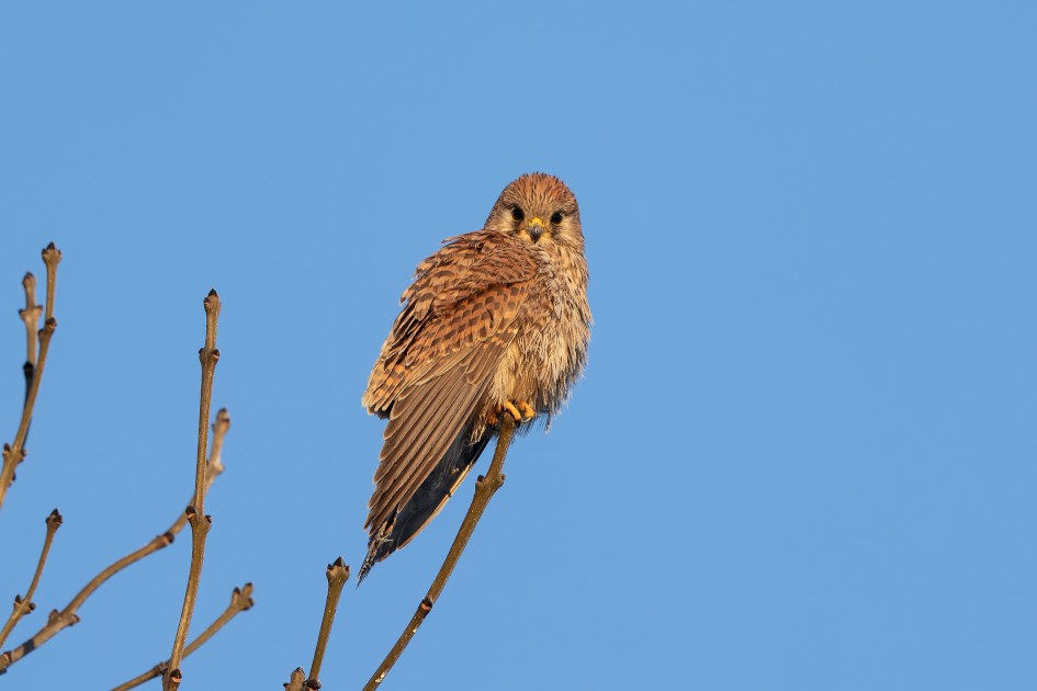 Kestrel, 1/160 sec, f/7.1, 500 mm, ISO 100