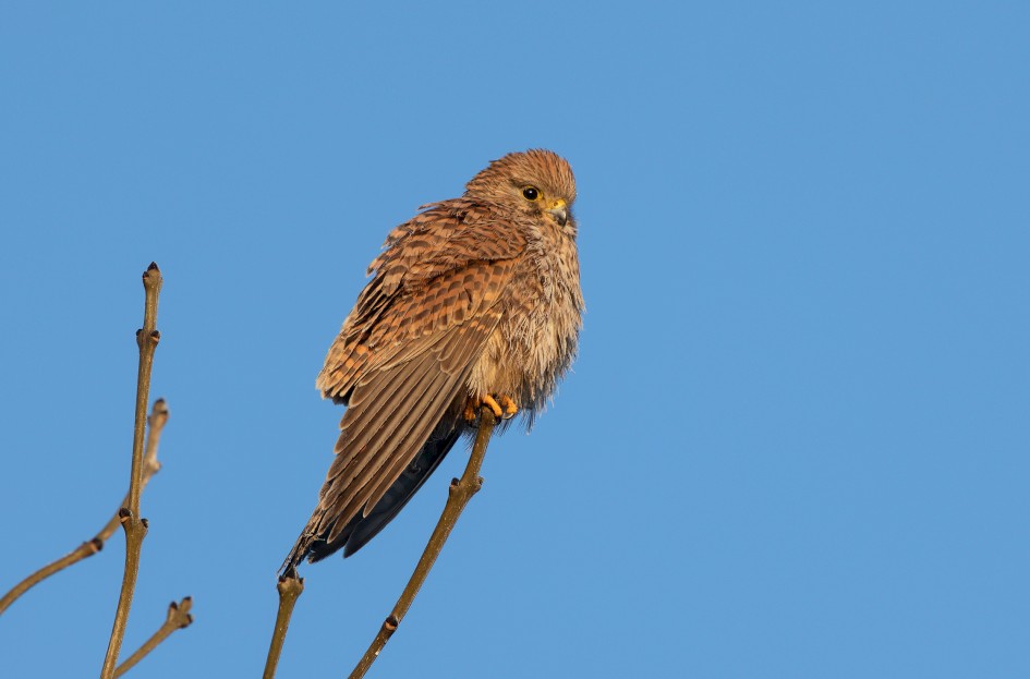 Kestrel , 1/160 sec, f/7.1, 500 mm, ISO 100