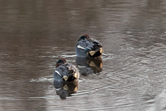 Teal, 1/125 sec, f/7.1, 500 mm, ISO 1000