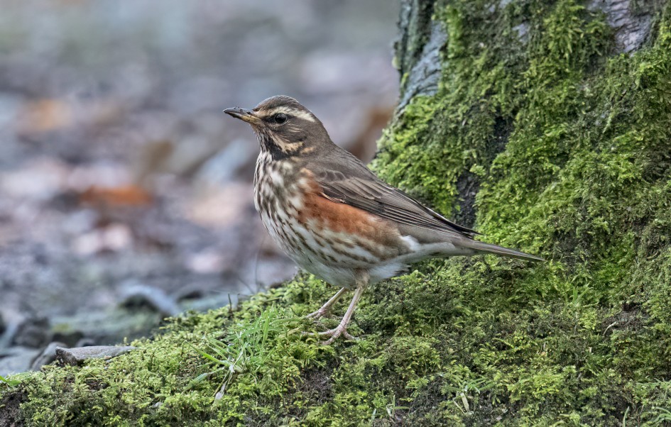 Redwing, 1/640 sec, f/7.1, 500 mm, ISO 20000