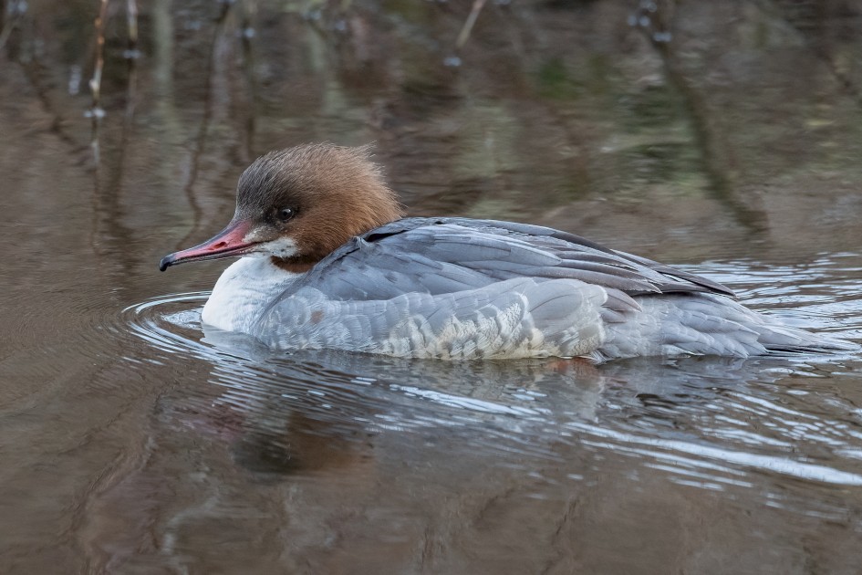 Female Goosander-, 1/640 sec, f/7.1, 500 mm, ISO 2500