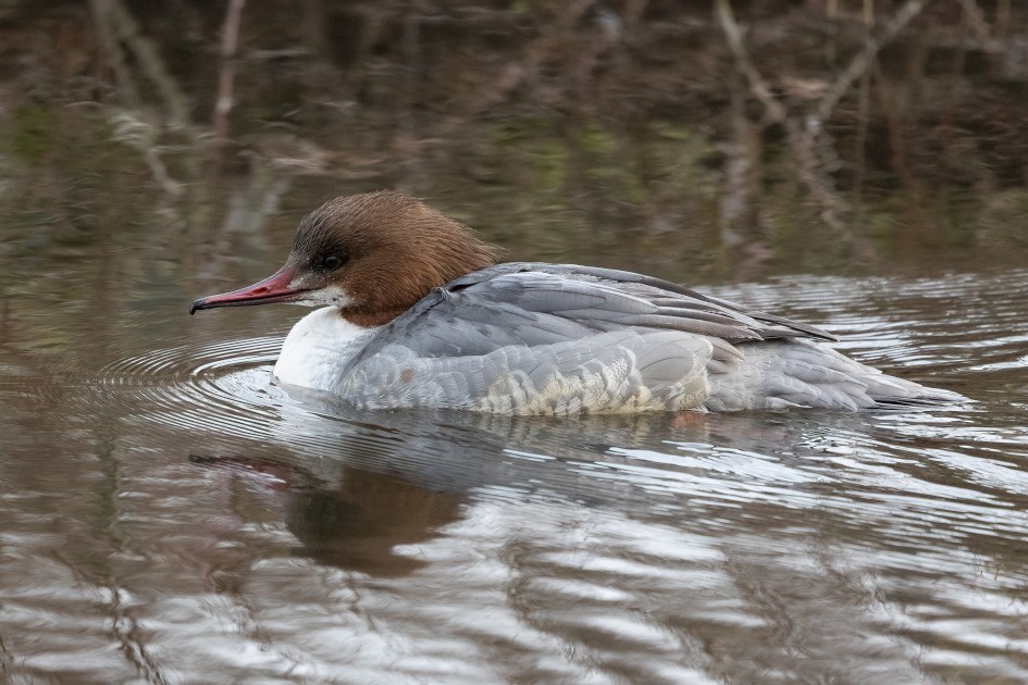Female Goosander, 1/640 sec, f/7.1, 500 mm, ISO 2000