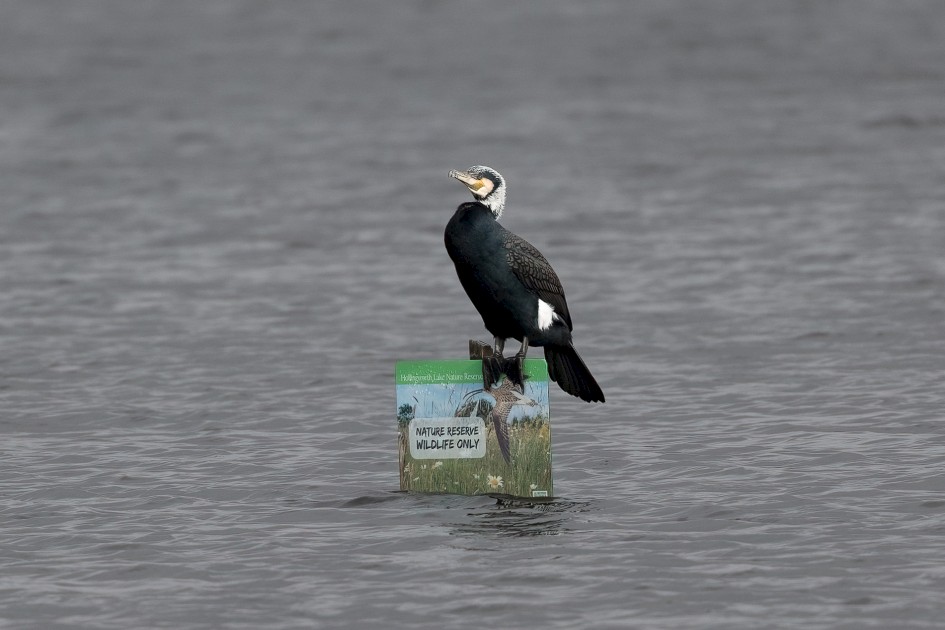 Cormorant, 1/500 sec, f/7.1, 500 mm, ISO 320