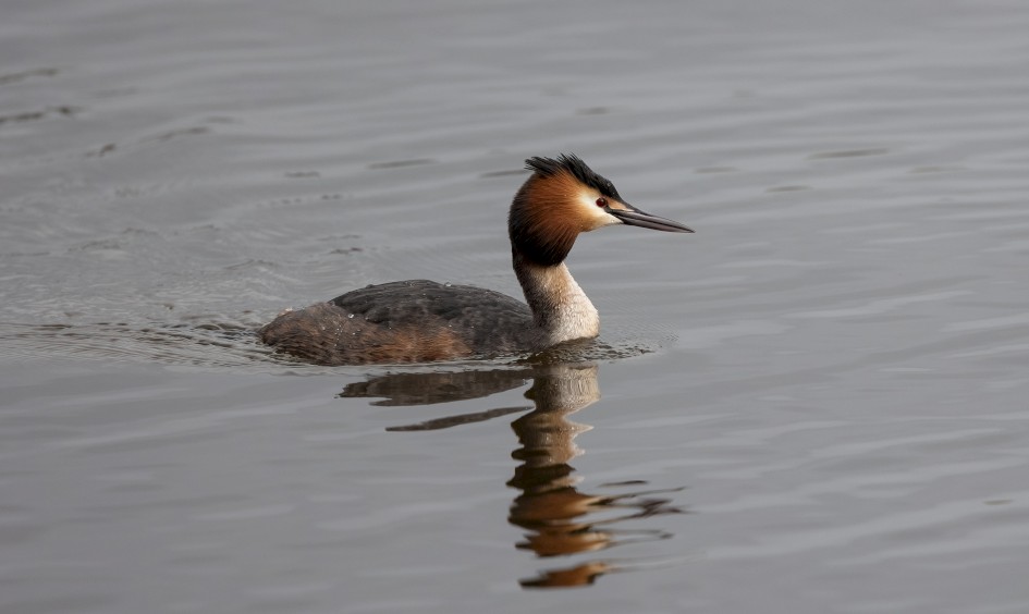 Great Crested Grebe, 1/640 sec, f/7.1, 472 mm, ISO 320