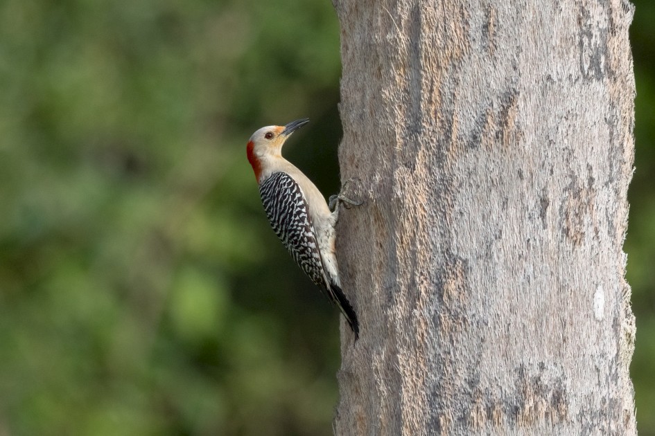 Red-bellied Woodpecker, 1/2000 sec, f/7.1, 500 mm, ISO 2000