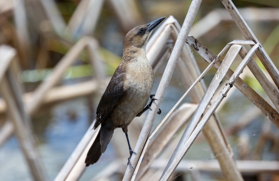 Boat-tailed Grackle- Female, 1/500 sec, f/7.1, 500 mm, ISO 640